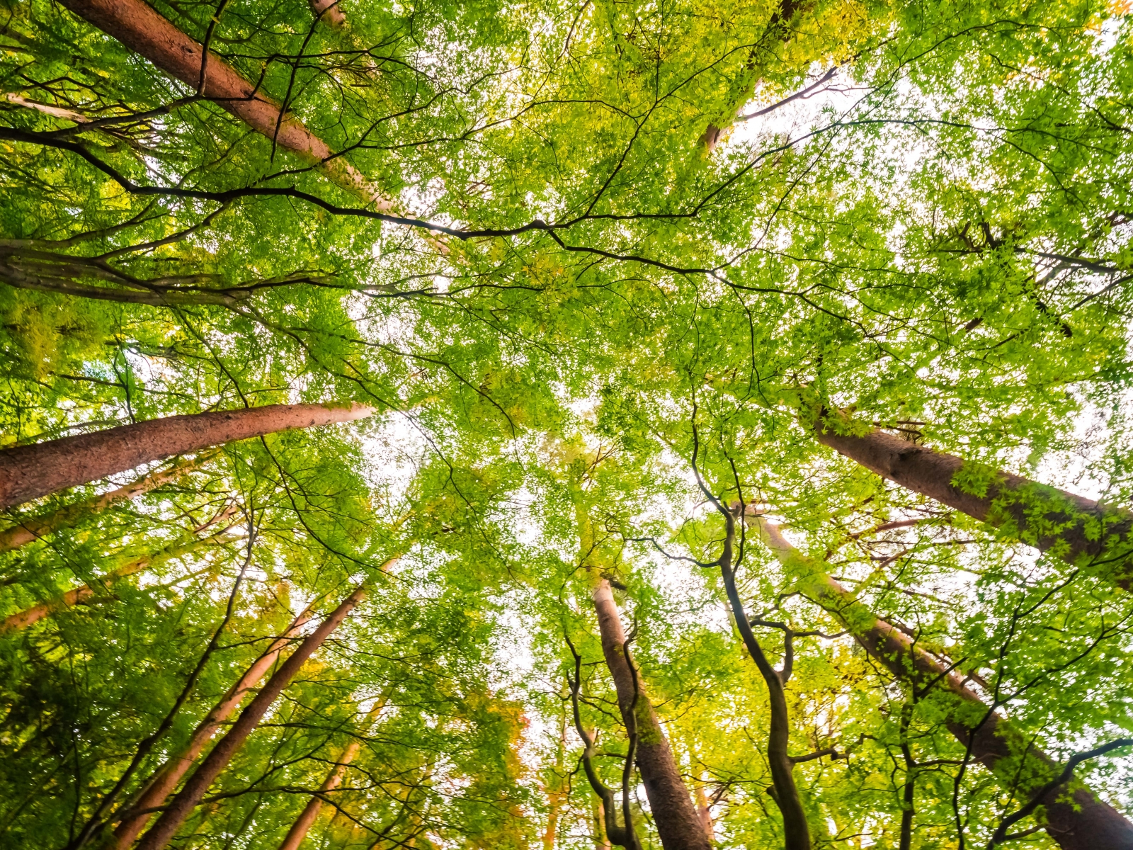 Les forêts du Grand Est et la filière forêt-bois - GrandEst